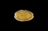 藏品(腰斑寶螺)的圖片